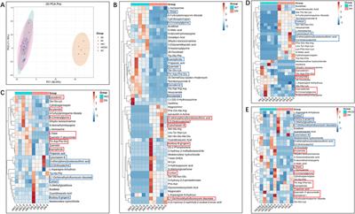 Effects of Abelmoschus manihot (L.) and its combination with irbesartan in the treatment of diabetic nephropathy via the gut–kidney axis